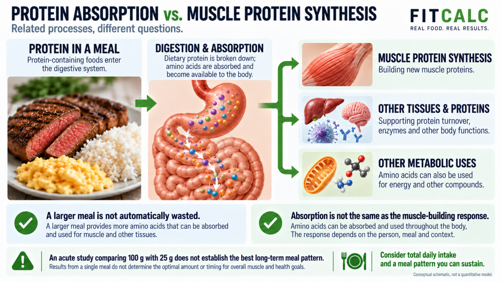 Conceptual diagram distinguishing protein digestion and absorption from muscle protein synthesis.