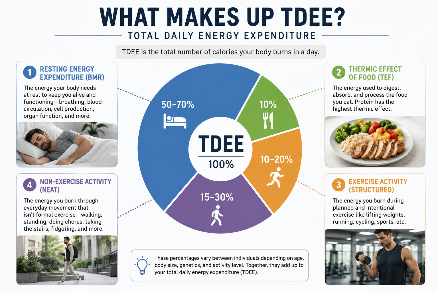 Graphic showing what makes up TDEE