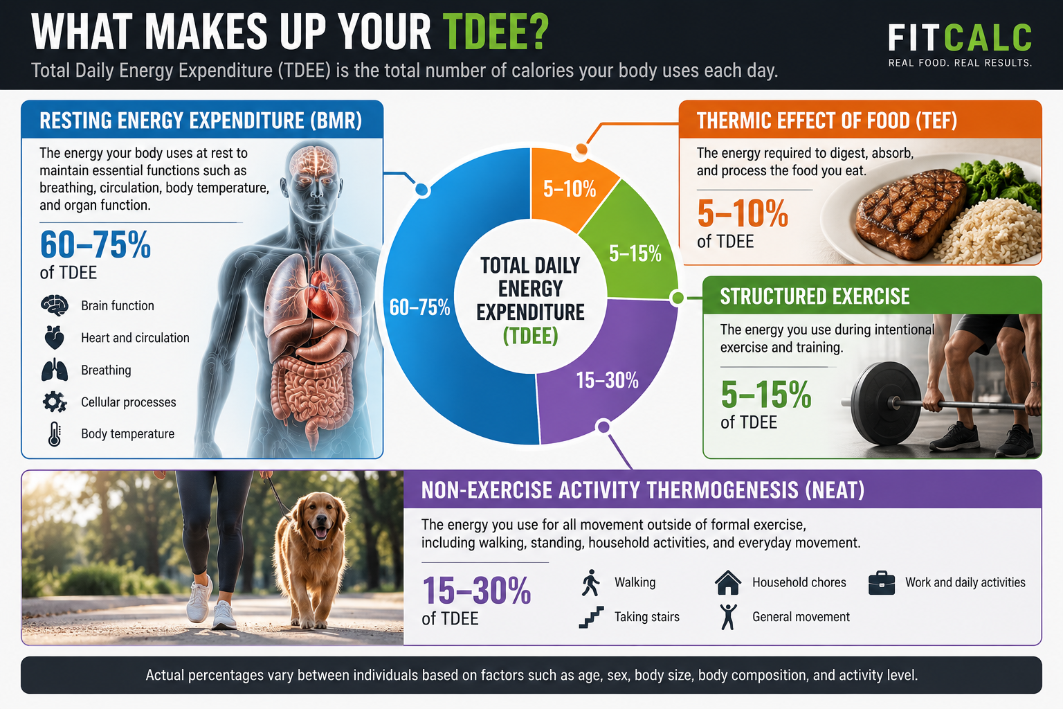 Graphic showing what makes up your TDEE