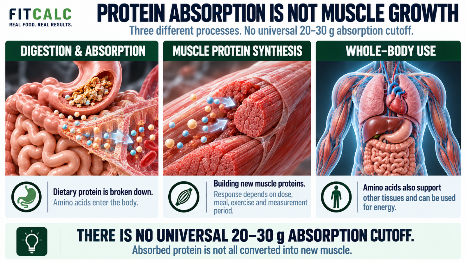 Protein absorption, muscle protein synthesis, and whole-body amino-acid use are different processes; there is no universal 20–30 gram absorption cutoff.
