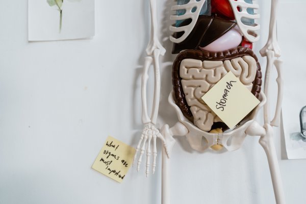 A diagram of the human body, including the stomach