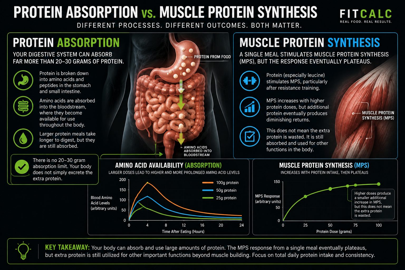 Graphic showing protein absorption vs. muscle protein synthesis