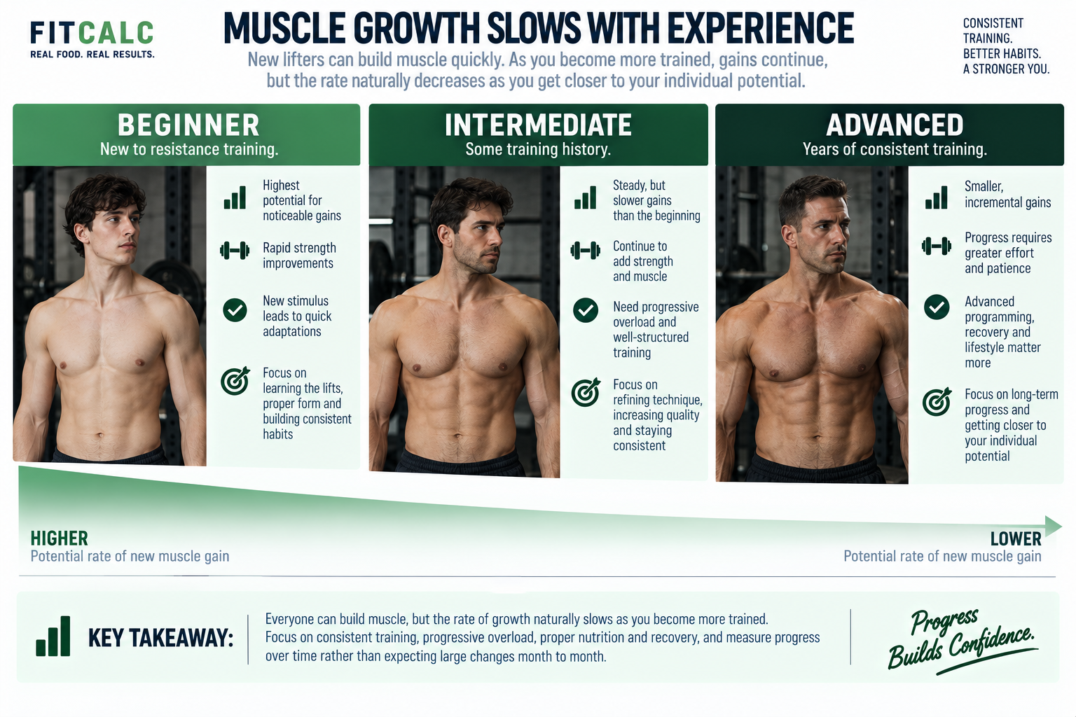 FitCalc graphic showing beginner → intermediate → advanced, with the potential rate of new muscle gain declining as training experience and muscular development increase. Do not assign exact pounds-per-month values.