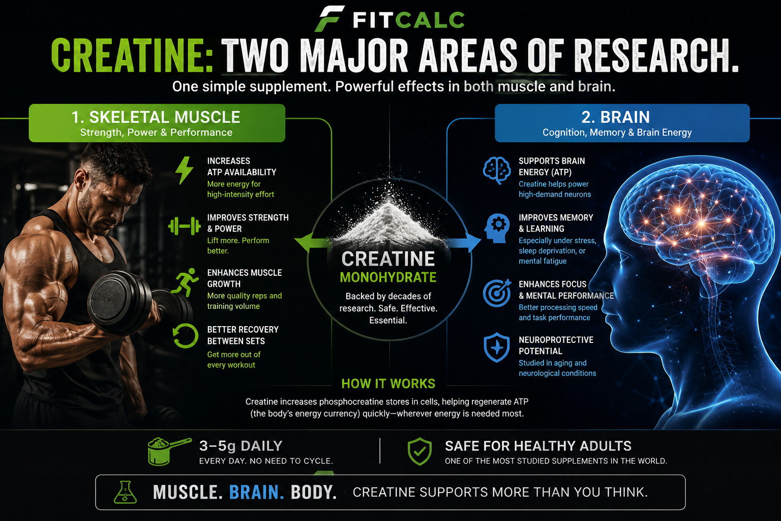 Graphic showing the benefits creatine has on muscle building and brain function